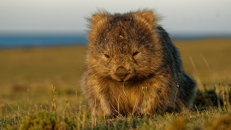 Wombat poop: Scientists have finally discovered why it’s cubed