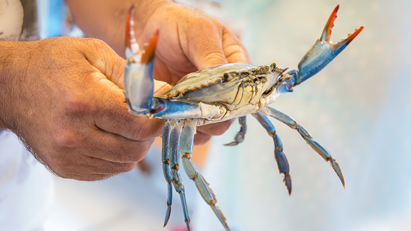 How seaweed-munching crabs could help save co