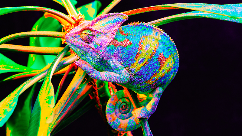 Stealthy colour-changing 'skin' from Emory uses chameleon trick to